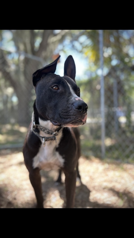Finn
