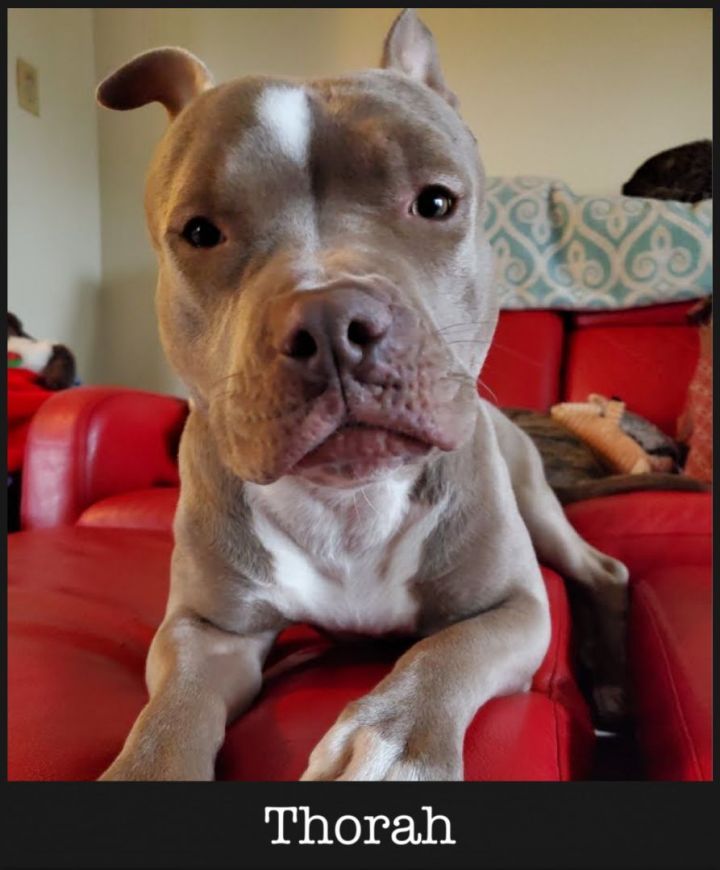 Thorah, an adoptable American Staffordshire Terrier in Wheaton, IL_image-1