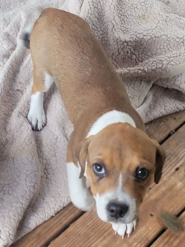Lily 4