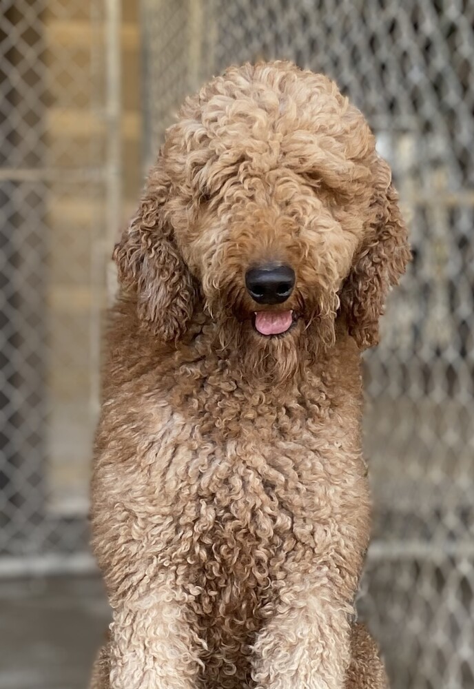 Jax, an adoptable Goldendoodle in Louisville, KY_image-1
