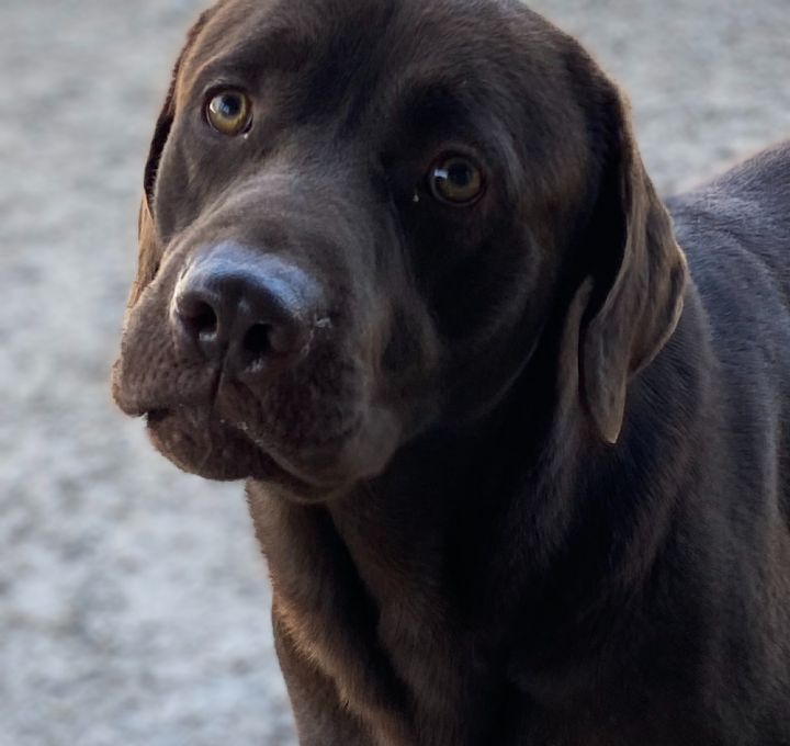 Chip, an adoptable Labrador Retriever in Louisville, KY_image-1