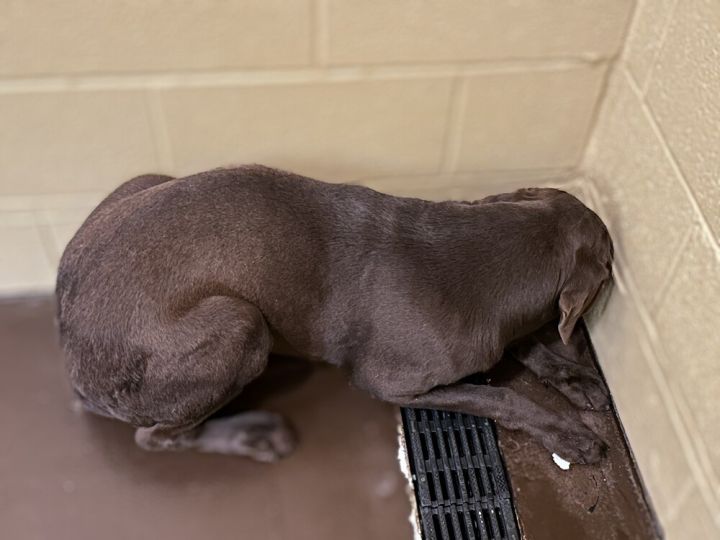 Chip, an adoptable Labrador Retriever in Louisville, KY_image-2
