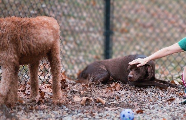Chip, an adoptable Labrador Retriever in Louisville, KY_image-5