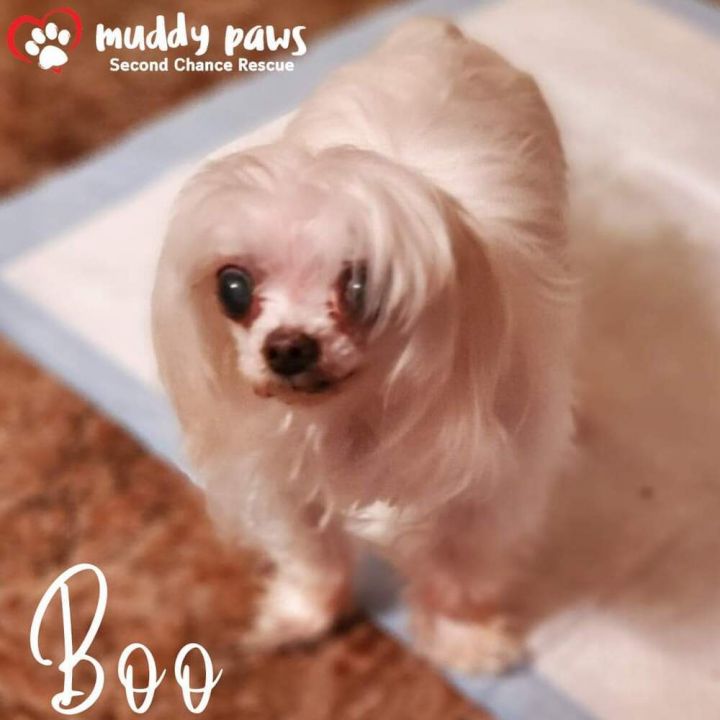Boo, an adoptable Maltese in Council Bluffs, IA_image-1