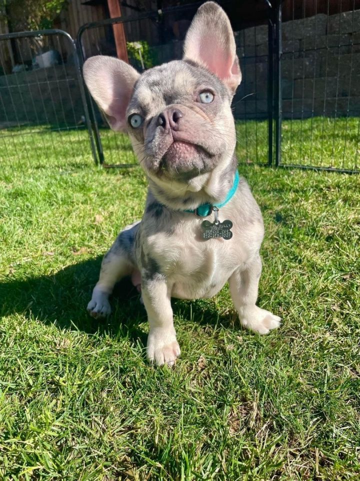 GIANNI!!, an adoptable French Bulldog in Citrus Heights, CA_image-6