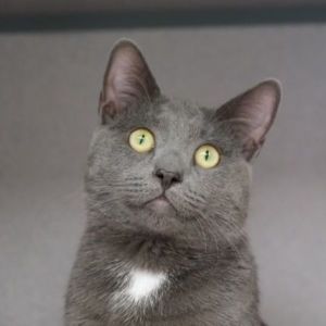 Boris