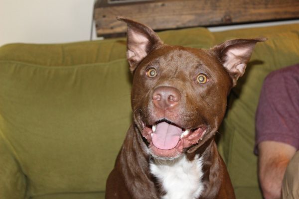 american chocolate lab