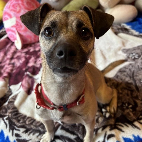 Westbrae, an adoptable Chihuahua & Pug Mix in Katy, TX_image-1