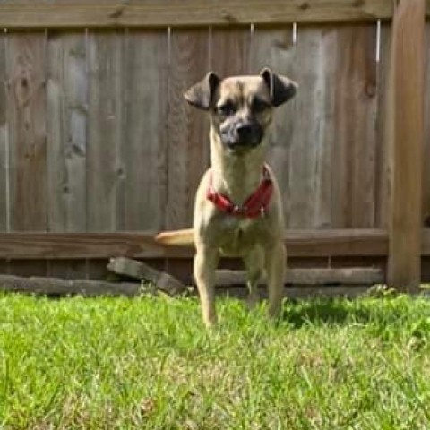 Westbrae, an adoptable Chihuahua & Pug Mix in Katy, TX_image-4