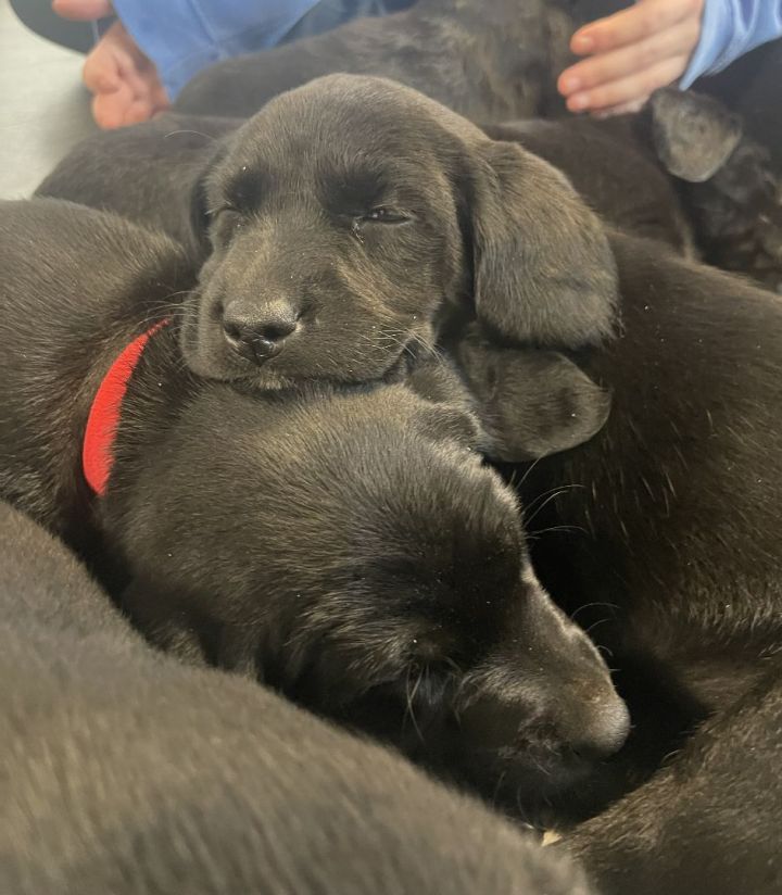 Black Lab Litter 3