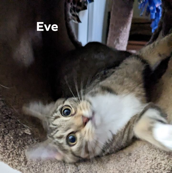 Eve 4