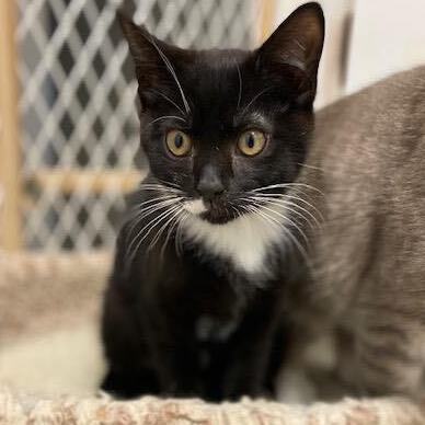 GIZMO-URGENT!, an adoptable Domestic Short Hair & Domestic Medium Hair Mix in Wilmington, OH_image-3