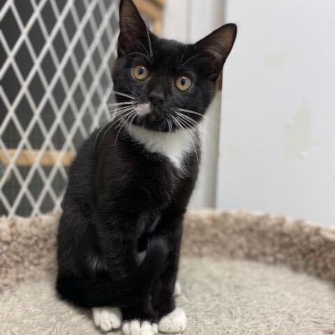GIZMO-URGENT!