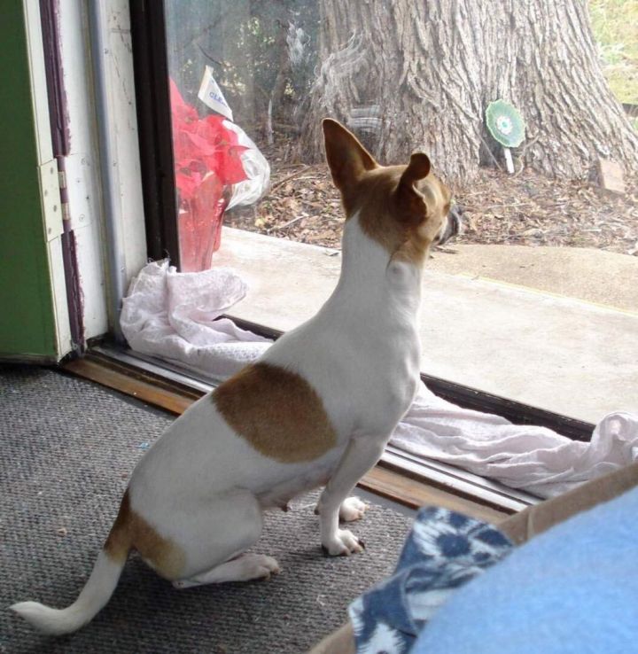 Annie, an adoptable Chihuahua in Dallas, TX_image-2