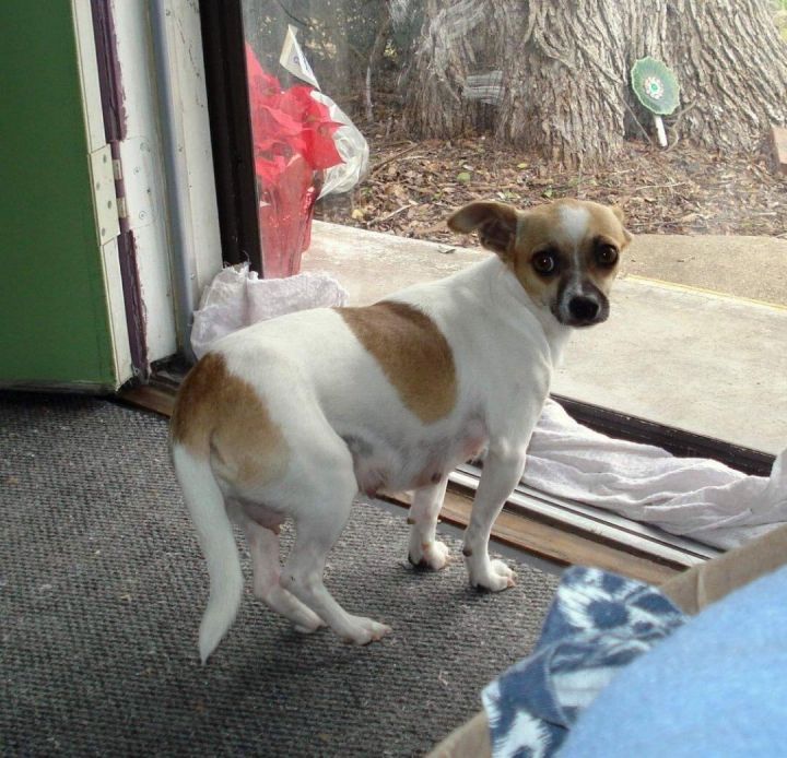 Annie, an adoptable Chihuahua in Dallas, TX_image-3