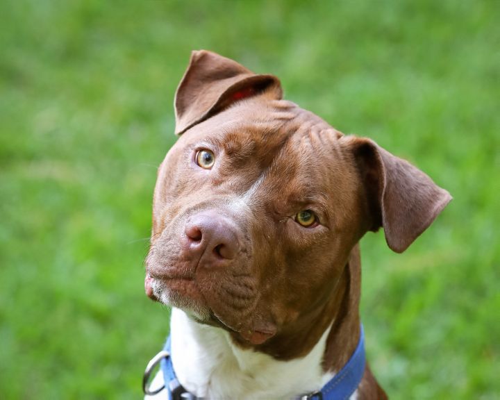 Shiloh Deadpool, an adoptable Mixed Breed in Gainesville, FL_image-2