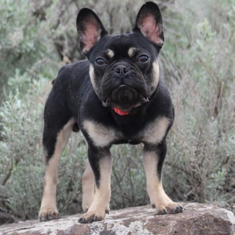 Cheto, an adoptable French Bulldog in Benton City, WA_image-1