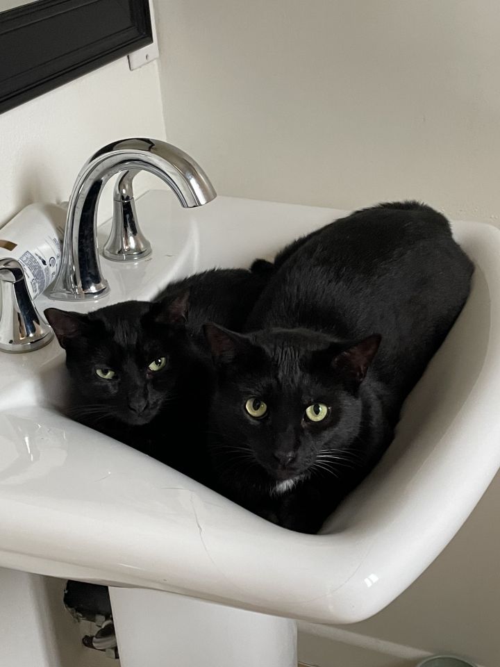 Bagheera and Lulu 1