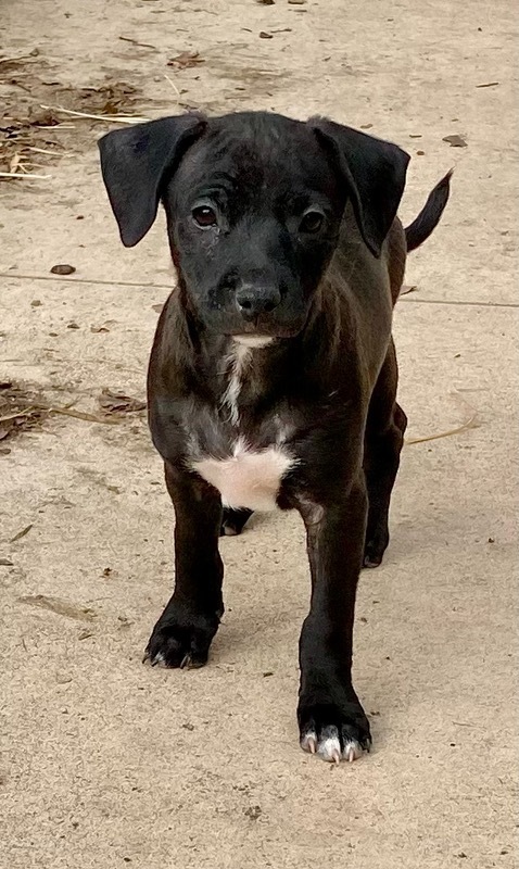 Gene (Justice's litter) 3