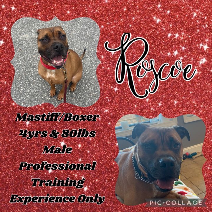 Roscoe, an adoptable Mastiff & Boxer Mix in Danbury, CT_image-1