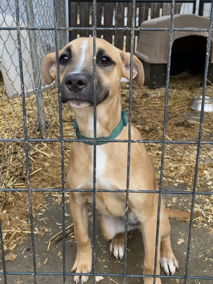 Fancy, an adoptable Black Mouth Cur Mix in Ola, AR_image-1