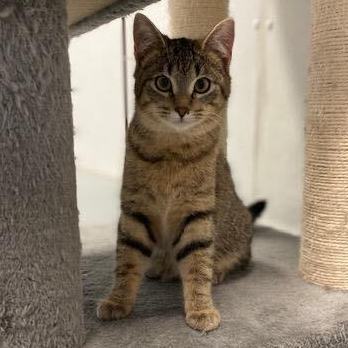 TABBY—URGENT! 2