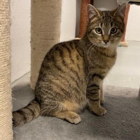 TABBY—URGENT!, an adoptable Domestic Short Hair & Tabby Mix in Wilmington, OH_image-4
