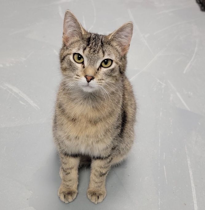 TABBY—URGENT!