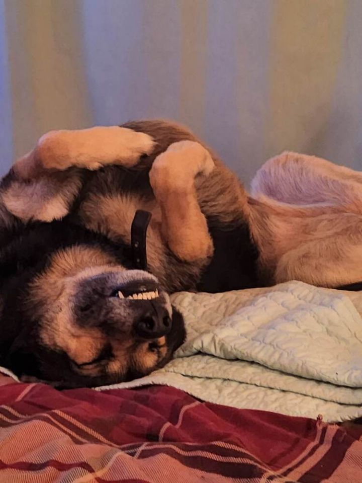 Sass, an adoptable German Shepherd Dog Mix in Fredonia, WI_image-2