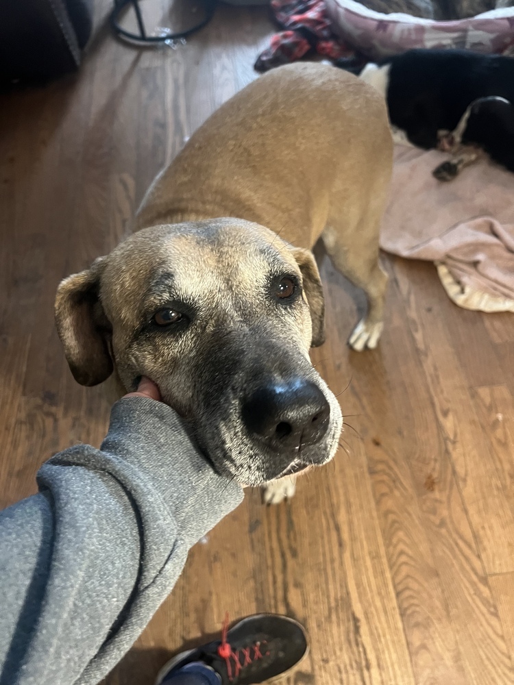 Natchez Trace (adoption fee reduced due to length of time in foster care), an adoptable Labrador Retriever, Shepherd in Sharon, VT, 05065 | Photo Image 1