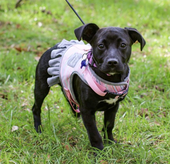 Starburst, an adopted Terrier & Black Labrador Retriever Mix in Charlotte, NC_image-1