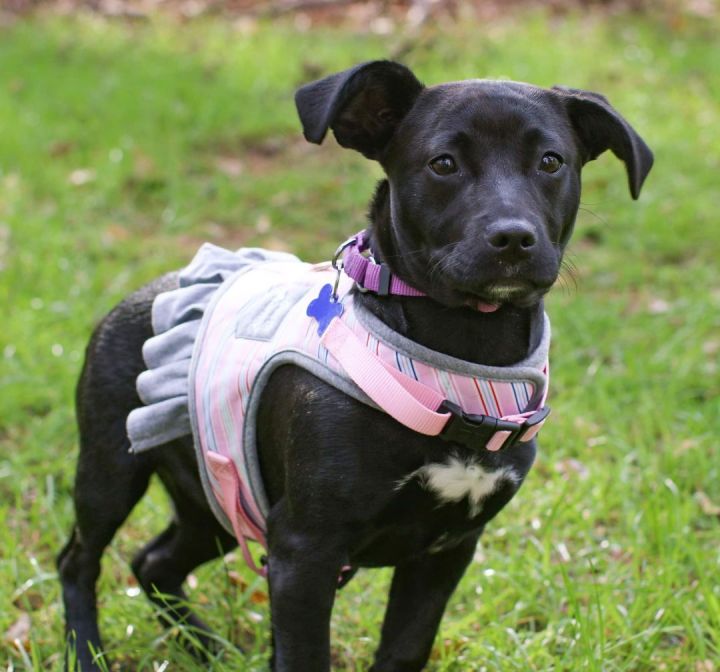 Starburst, an adopted Terrier & Black Labrador Retriever Mix in Charlotte, NC_image-2