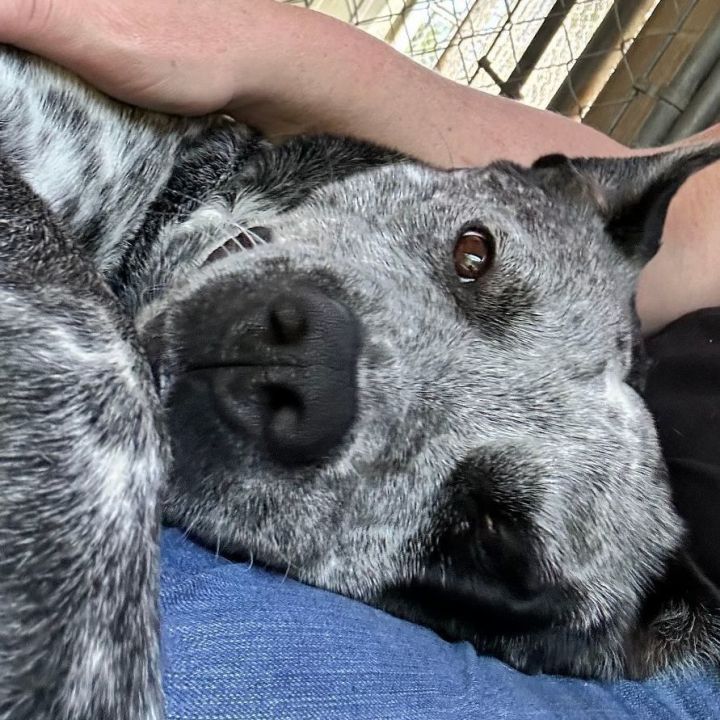 Blue sale heeler fur