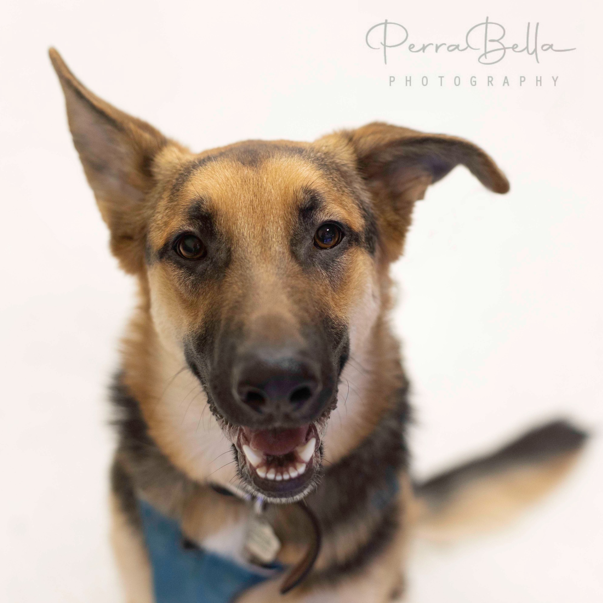 Bunker, an adoptable German Shepherd Dog in West Richland, WA, 99353 | Photo Image 3