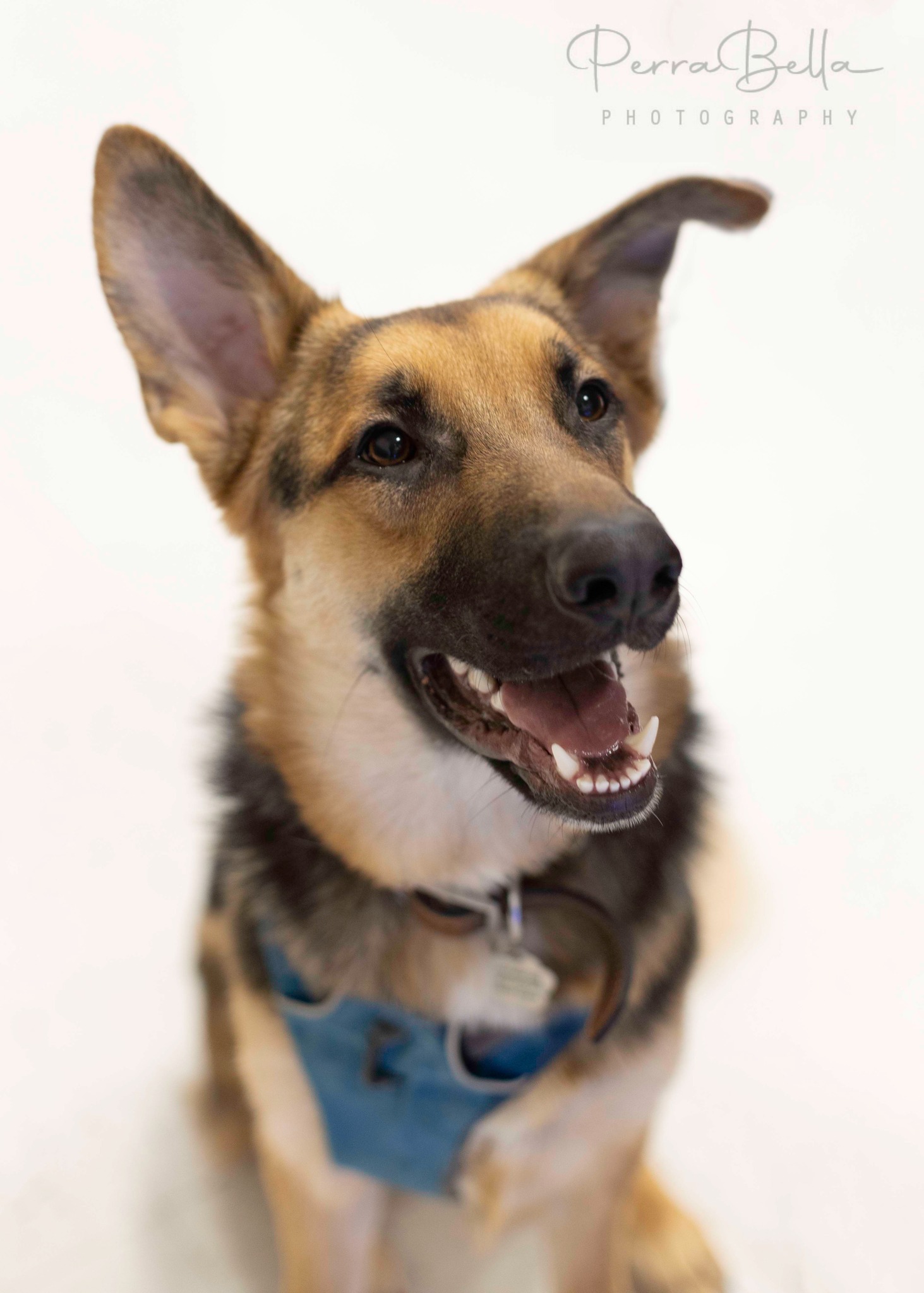 Bunker, an adoptable German Shepherd Dog in West Richland, WA, 99353 | Photo Image 4