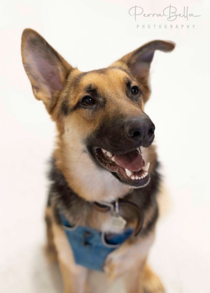 Dog for adoption - Bunker, a German Shepherd Dog in West Richland, WA