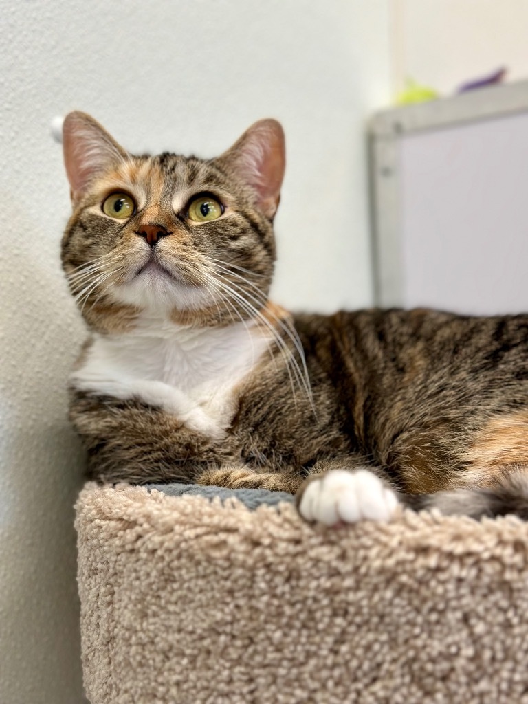 Freya (LA Raya), an adoptable Domestic Short Hair in Cumberland, ME, 04021 | Photo Image 1