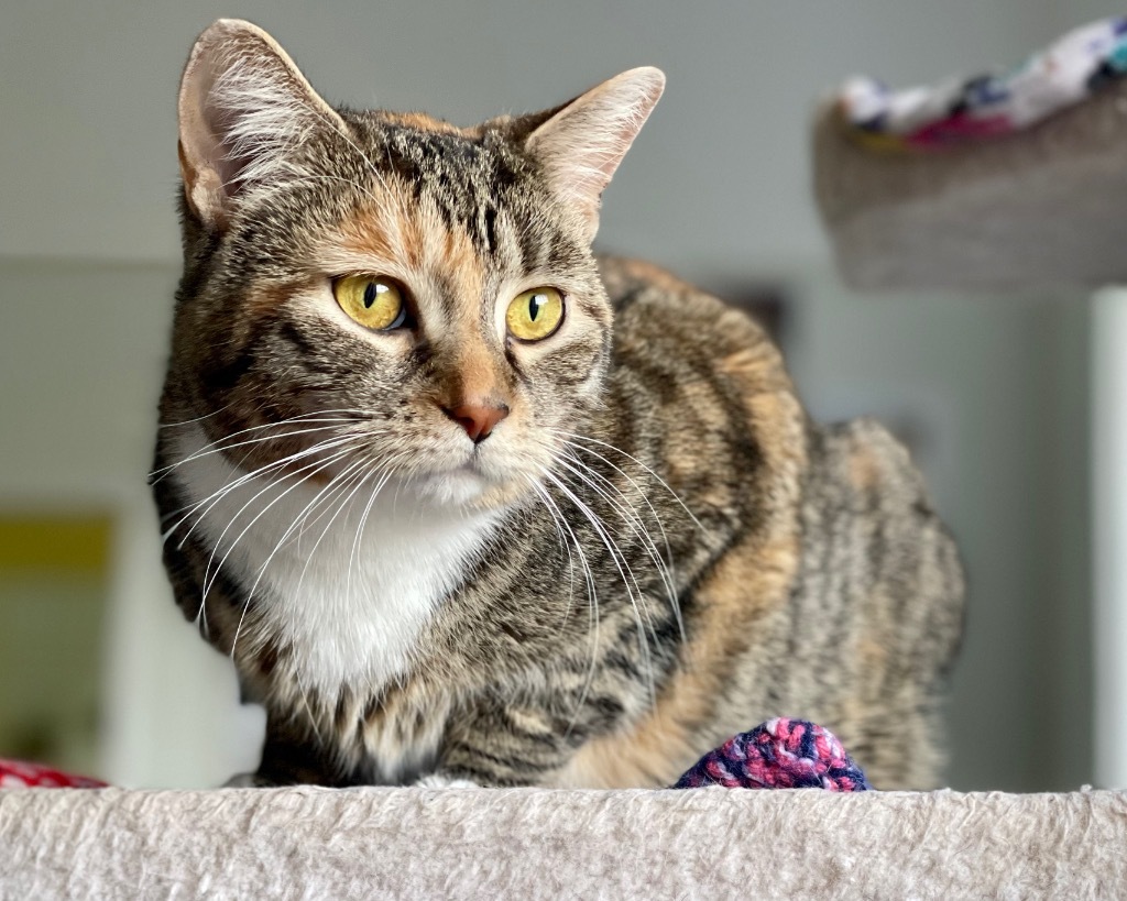 Freya (LA Raya), an adoptable Domestic Short Hair in Cumberland, ME, 04021 | Photo Image 2