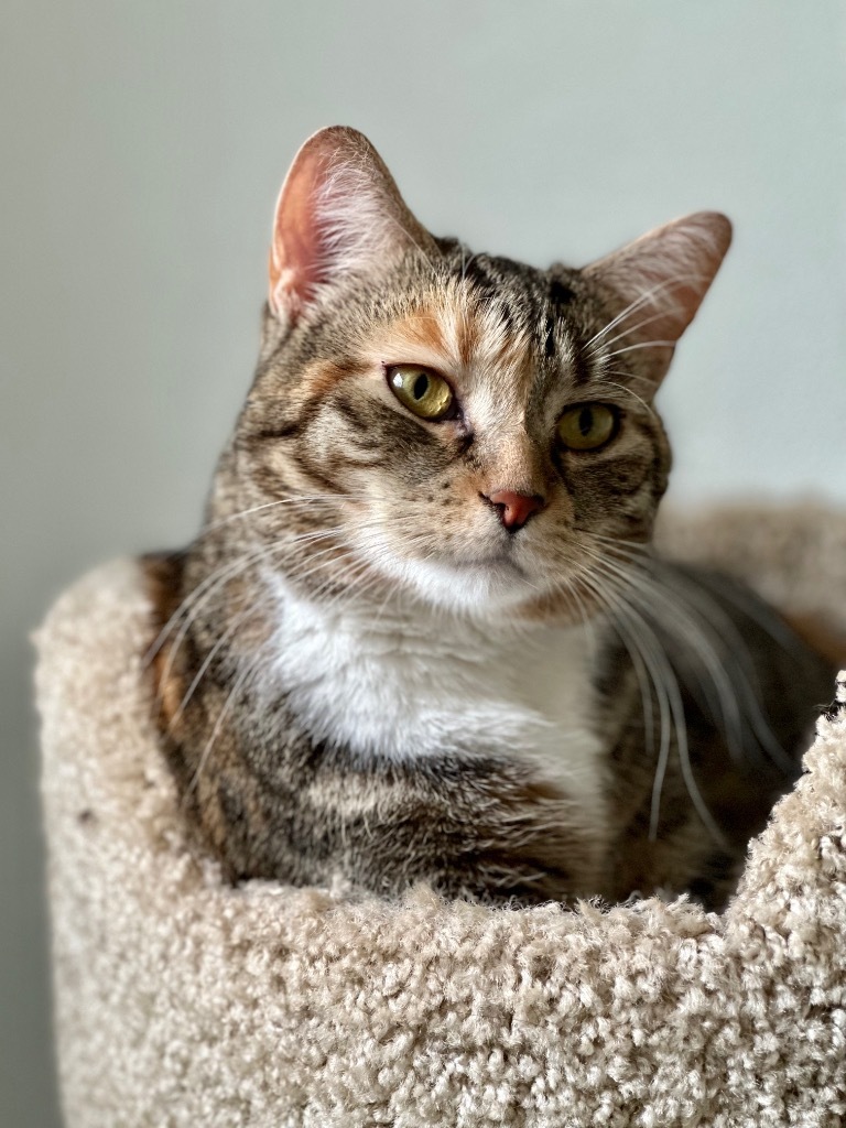 Freya (LA Raya), an adoptable Domestic Short Hair in Cumberland, ME, 04021 | Photo Image 4