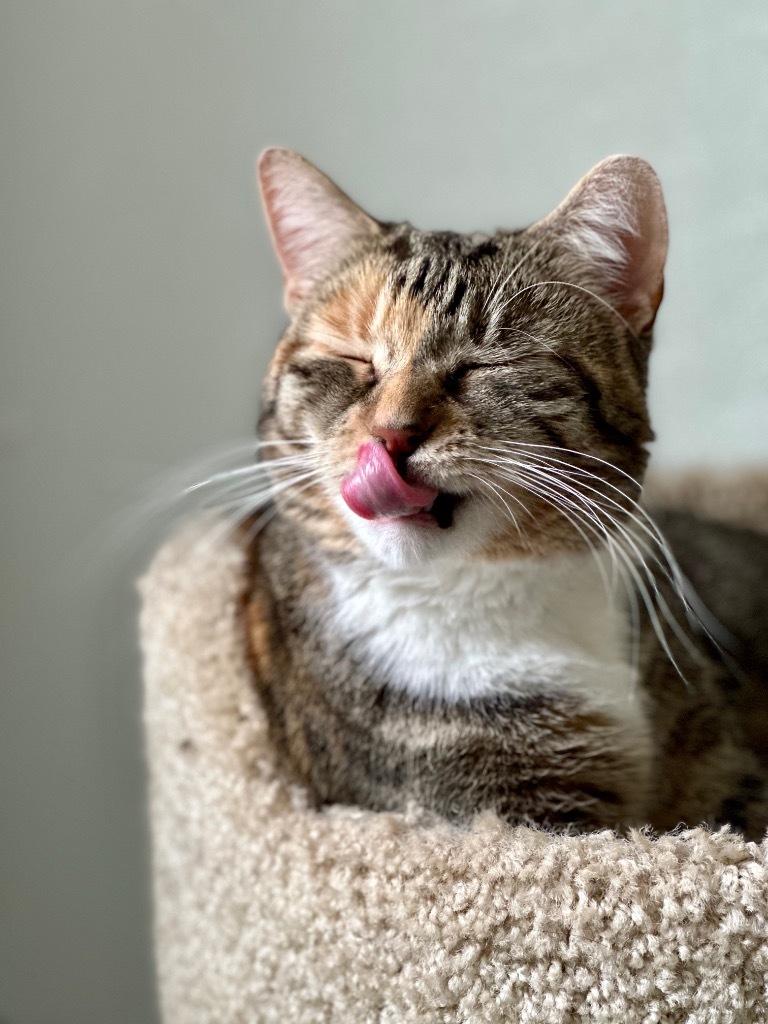 Freya (LA Raya), an adoptable Domestic Short Hair in Cumberland, ME, 04021 | Photo Image 5