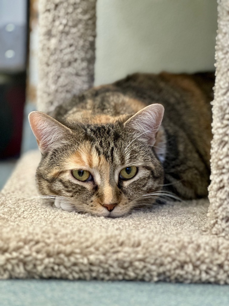 Freya (LA Raya), an adoptable Domestic Short Hair in Cumberland, ME, 04021 | Photo Image 6