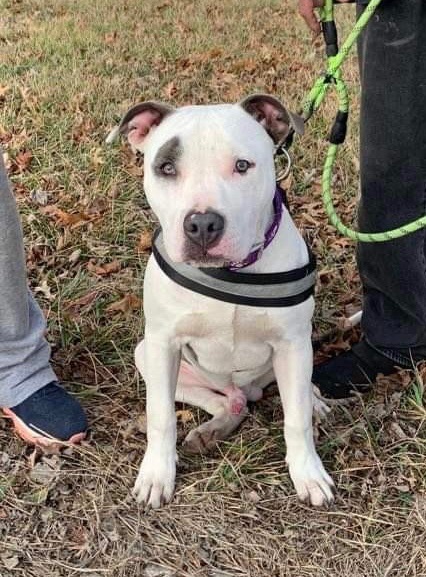 Indi, an adoptable Pit Bull Terrier in Madison, MN, 56256 | Photo Image 1