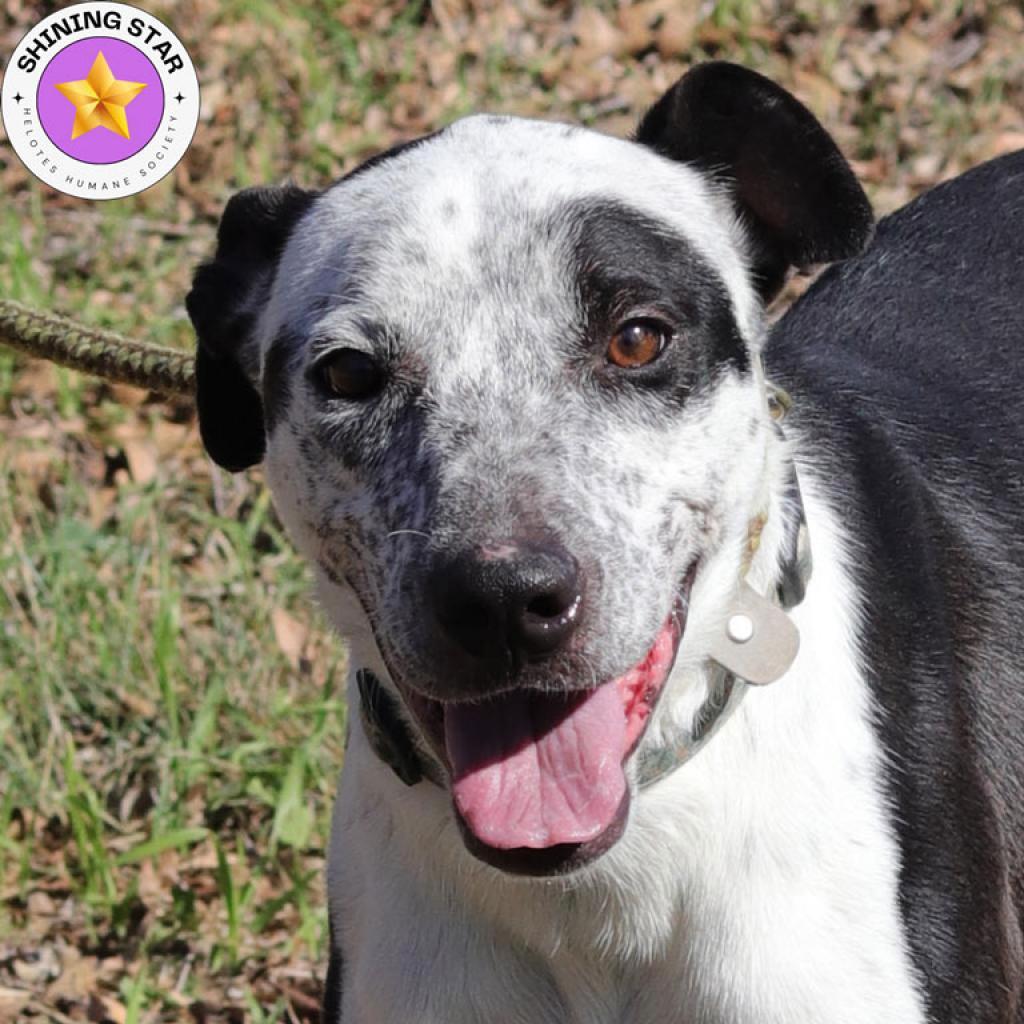 Jazzy, an adoptable Australian Cattle Dog / Blue Heeler, Labrador Retriever in San Antonio, TX, 78253 | Photo Image 1