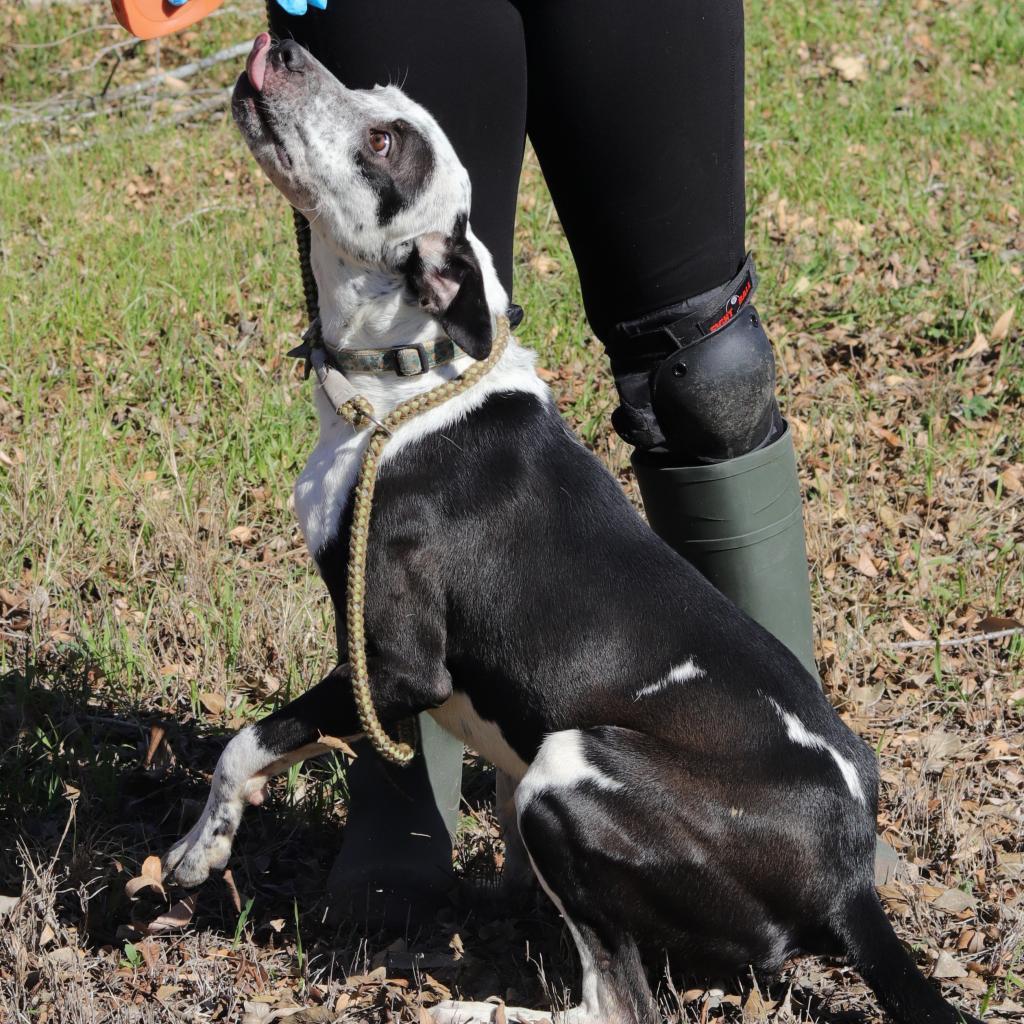 Jazzy, an adoptable Australian Cattle Dog / Blue Heeler, Labrador Retriever in San Antonio, TX, 78253 | Photo Image 2