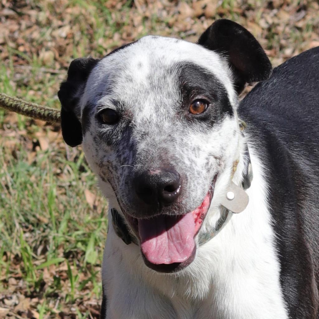 Jazzy, an adoptable Australian Cattle Dog / Blue Heeler, Labrador Retriever in San Antonio, TX, 78253 | Photo Image 3