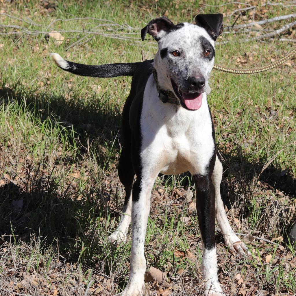 Jazzy, an adoptable Australian Cattle Dog / Blue Heeler, Labrador Retriever in San Antonio, TX, 78253 | Photo Image 5