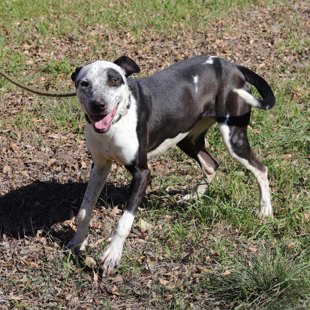 Jazzy, an adoptable Australian Cattle Dog / Blue Heeler, Labrador Retriever in San Antonio, TX, 78253 | Photo Image 6