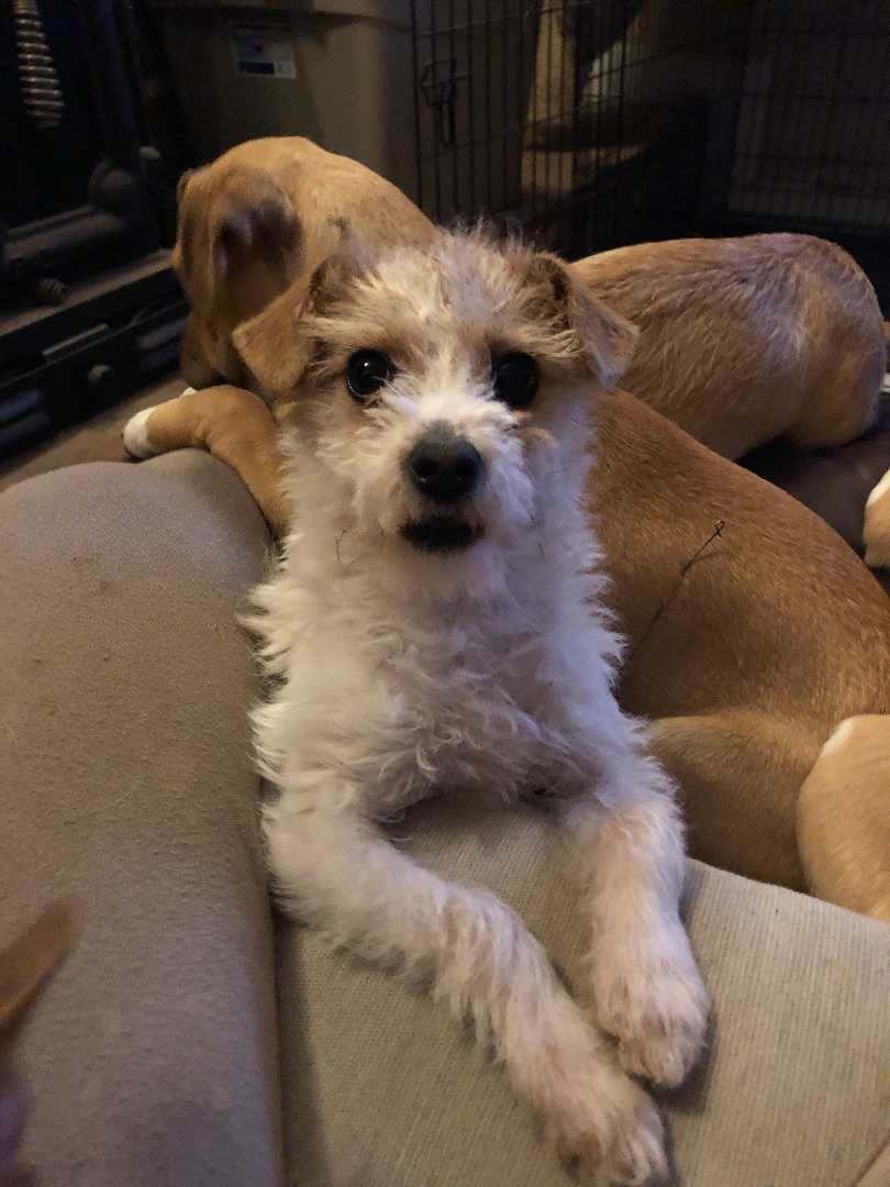 Jack russell best sale terrier mix size