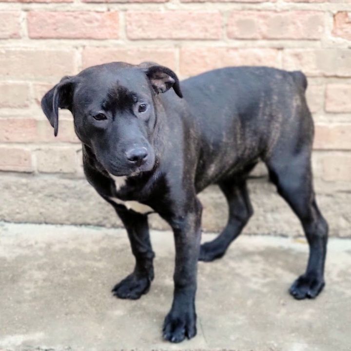 Coal (ADOPTED!), an adopted Pit Bull Terrier & Boston Terrier Mix in Chicago, IL_image-3