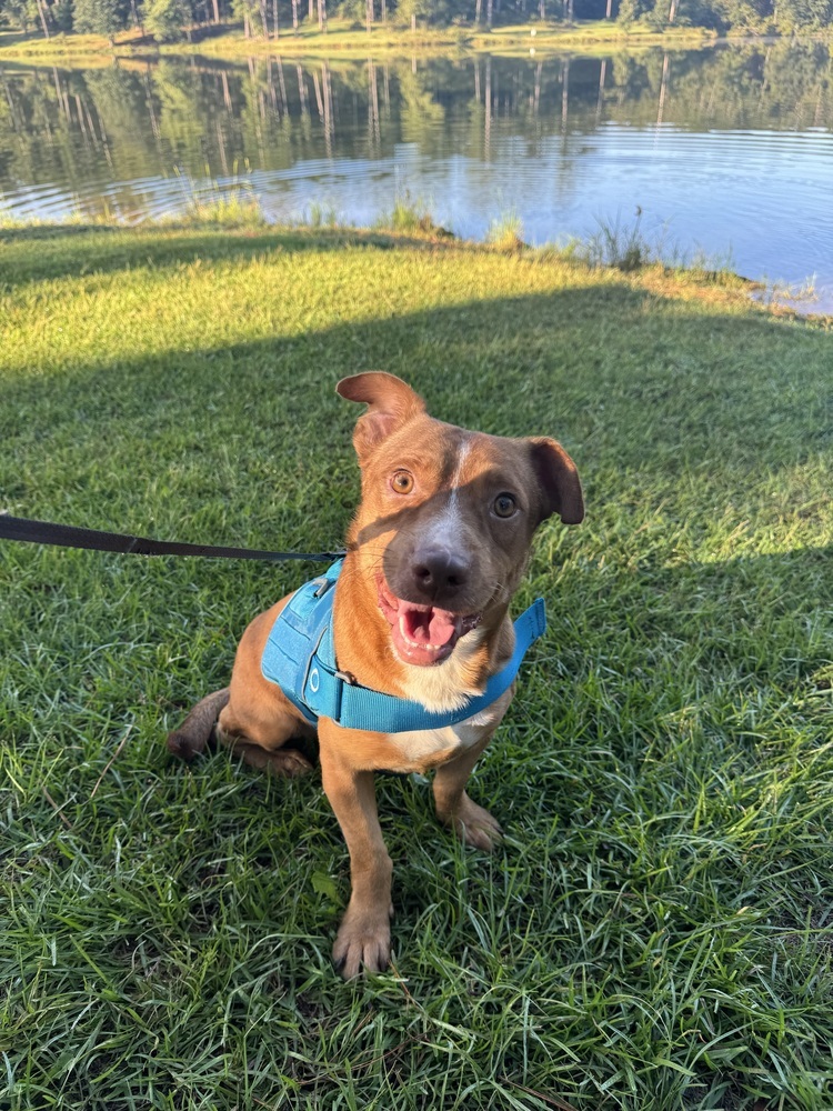 Bernardo, an adoptable Terrier, Dachshund in Troy, AL, 36081 | Photo Image 1